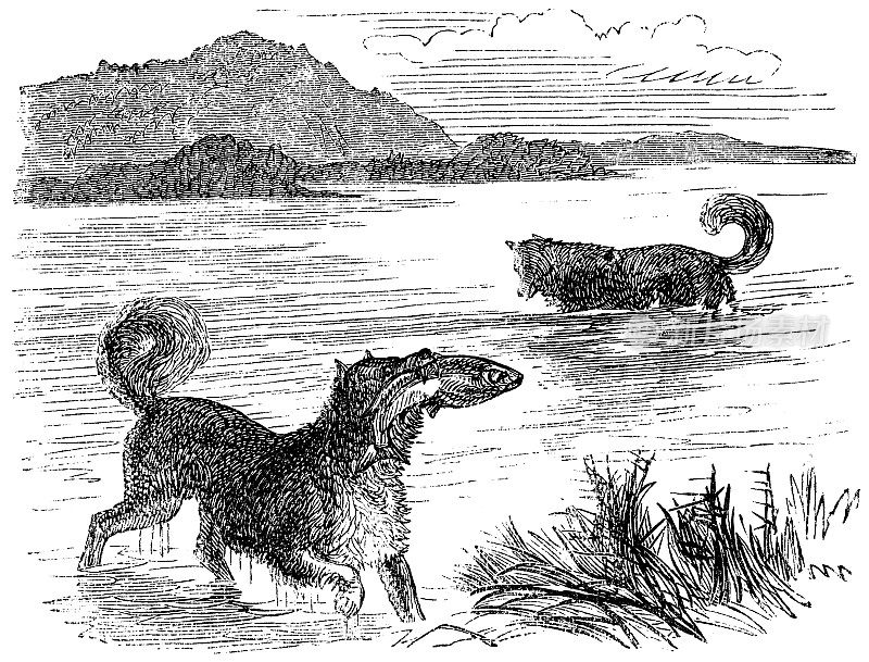 楚科奇半岛上的楚科奇雪橇犬，俄罗斯- 19世纪